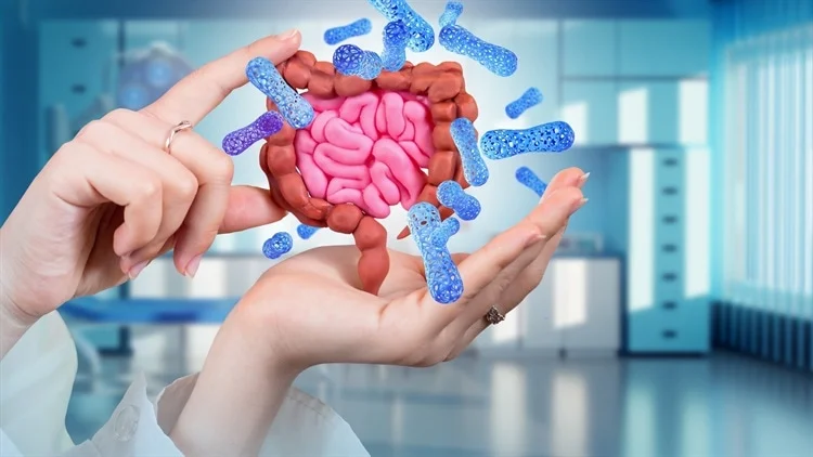 gut-microbiota-menopause